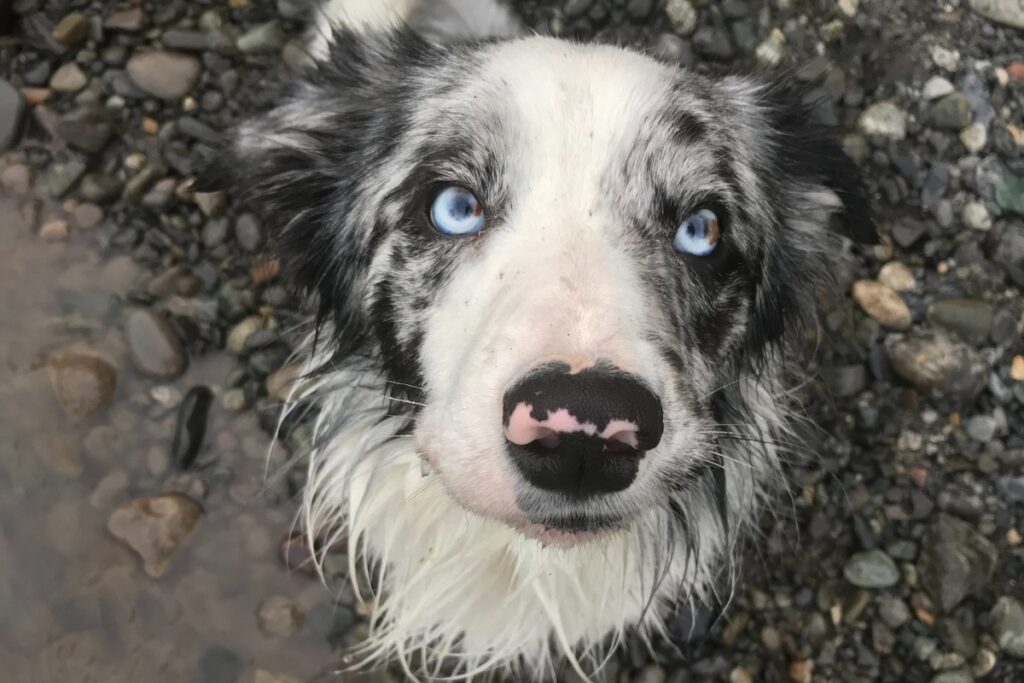 a beautiful rescue dog looks at the camera