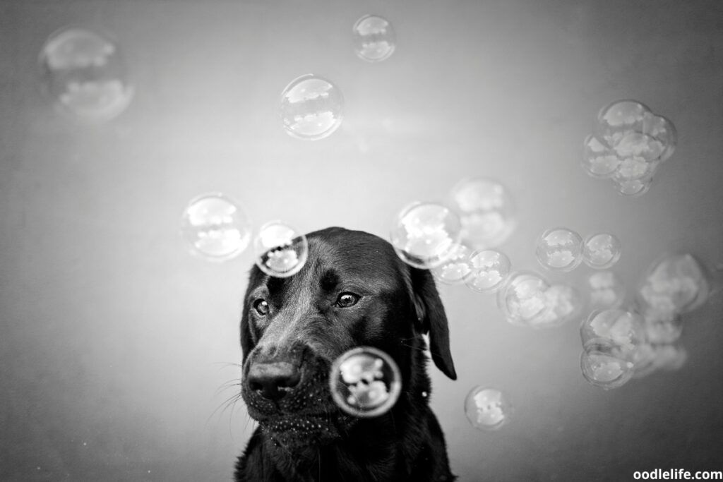 bubbles the dog rescue los angeles