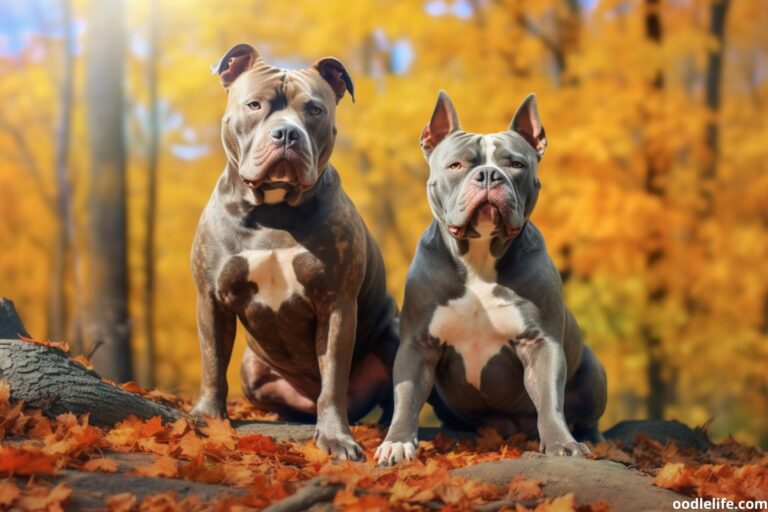 The Truth About Pitbulls: Separating Fact from Fiction