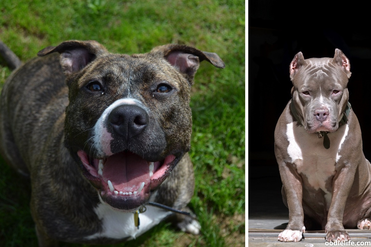 Two rescue Pit bulls. Pitbull dogs are massively over represented in rescues.
